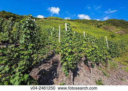 Stock Image - Vineyards of the Calmont, Europes steepest vineyard location, Bremm, Rhineland-Palatinate, Germany, Europe. Fotosearch