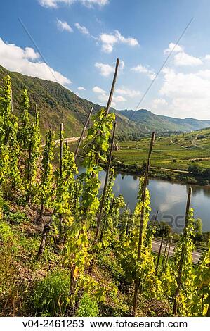 Vineyards of the Calmont, Europes steepest vineyard location, and the river Moselle, Bremm, Rhineland-Palatinate, Germany, Europe View Large Photo Image Stock Image - Vineyards of the Calmont, Europes steepest vineyard location, and the river Moselle, Bremm, Rhineland-Palatinate, Germany, Europe. Fotosearch