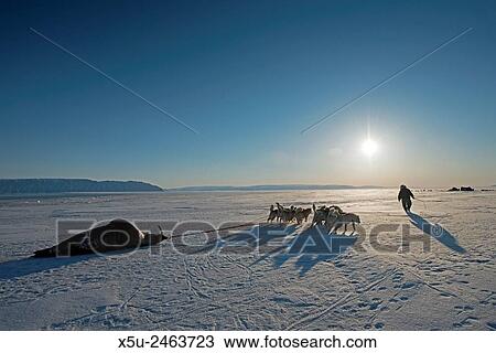 Walrus hunting in the arctic spring is from a boat and the traditional hunters use a harpoon to kill the animals. THe walrus is hauled away from the ice edge by men and dogs. View Large Photo Image Stock Image - Walrus hunting in the arctic spring is from a boat and the traditional hunters use a harpoon to kill the animals. THe walrus is hauled away from the ice edge by men and dogs.. Fotosearch
