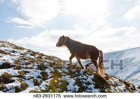 Welsh ponies forage on snowy slopes in The Brecon Beacons National Park, Wales, UK. View Large Photo Image Stock Photography - Welsh ponies forage on snowy slopes in The Brecon Beacons National Park, Wales, UK.. Fotosearch