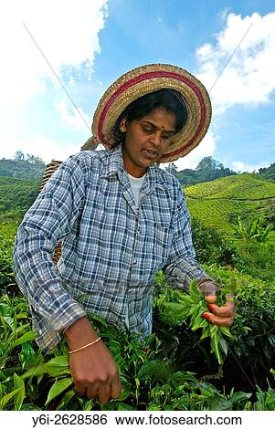 Woman hand picks the best tea leaves Cameron Highlands Malaysia. View Large Photo Image Stock Photograph - Woman hand picks the best tea leaves Cameron Highlands Malaysia.. Fotosearch