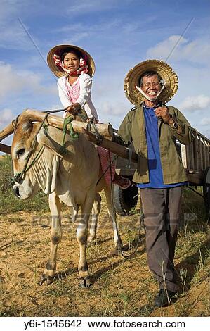 Stock Image - Young girl in conical hat rides bullock pulling cart white sand dunes near Mui Ne south east Vietnam. Fotosearch