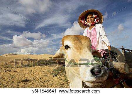 Young girl in conical hat riding bullock pulling cart white sand dunes near Mui Ne south east Vietnam View Large Photo Image Stock Image - Young girl in conical hat riding bullock pulling cart white sand dunes near Mui Ne south east Vietnam. Fotosearch