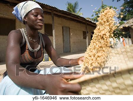 Young woman uses traditional basket to winnow and clean brown husk rice Berending village The Gambia View Large Photo Image Stock Photograph - Young woman uses traditional basket to winnow and clean brown husk rice Berending village The Gambia. Fotosearch