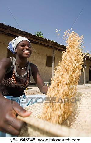 Young woman uses traditional basket to winnow and clean brown husk rice Berending village The Gambia View Large Photo Image Stock Photography - Young woman uses traditional basket to winnow and clean brown husk rice Berending village The Gambia. Fotosearch