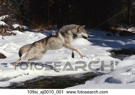 灰色の オオカミ ジャンプする 流れ 冬 森林 ストックイメージ 109si Aj0010 001 Fotosearch