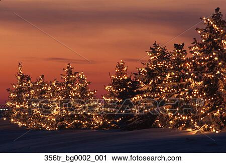 Christmas Trees W Lights Outside Sunset Winter Nminnesota Stock Image 356tr Bg0002 001 Fotosearch