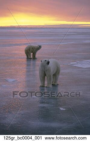 Ours Polaires Marche Churchill Manitoba Canada Plage Coucher Soleil Banque D Image 125gr 0004 001 Fotosearch