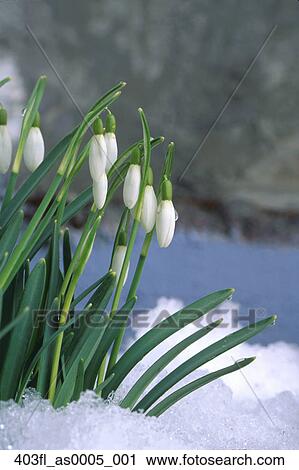 Perce Neige Fleurs Fleur Dans Printemps Neige Kodiak Sw Ak Banque Dimage