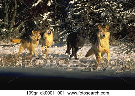 Wolf Pack running in snow Digital Image Stock Image | 109gr_dk0001_001