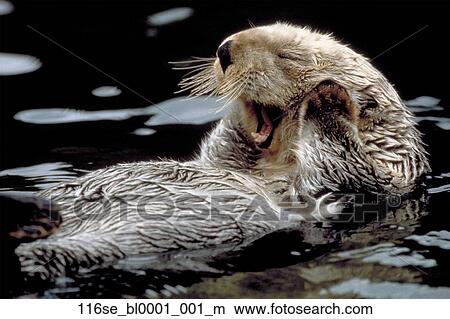Sea Otter portrait swimming yawning California Picture | 116se_bl0001 ...