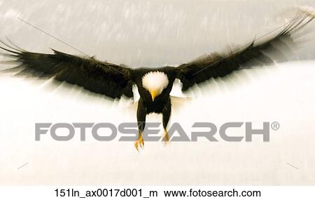正面 光景 の 白頭鷲 W Talons 下方に ぼんやりさせられた 動き Kachemak ベイ ホーマー つば Kenai 半島 アラスカ ピクチャー 151ln Ax0017d001 M Fotosearch