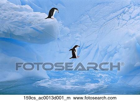 Chinstrap ペンギン ジャンプ に 海洋 から 氷山 In Nweddell 海 南極である 半島 Antarctia デジタル 合成物 ピクチャー 159cs Ac0013d001 M Fotosearch