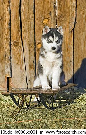 Cute Husky Puppy Sitting On Sled In Barnyard Summer Picture