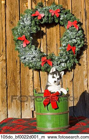 Siberian Husky Puppy In Barrel Under Holiday Wreath On Old Barn