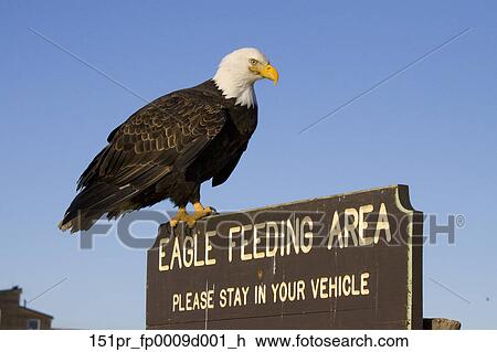 φαλακρός κόλπος