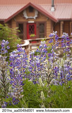 Tutka Bay Wilderness Lodge Main Cabin Witrh Lupine In The