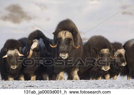 成長した 若い 麝香ウシ 雄牛 で 牛 中に A 防御 整列 の間 冬 上に Seward 半島 近くに Nome 北極である アラスカ ストックイメージ 131ab Ja0003d001 H Fotosearch