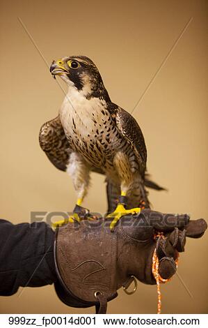 Indoor portrait of a Peregrine Falcon perched on its handlers gloved ...