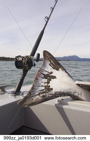 halibut fishing rods