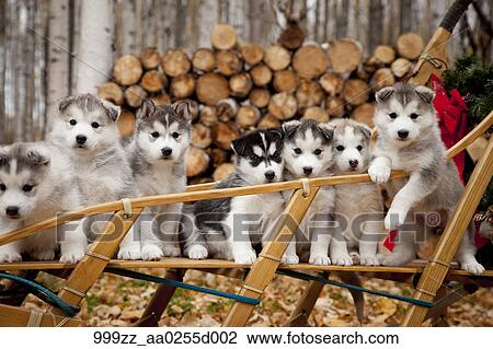シベリアンハスキー 子犬 中に 伝統的である 木製である 犬そり で クリスマス花輪 アラスカ ストックイメージ 999zz 0255d002 Fotosearch