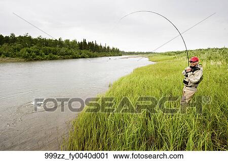 蚊ばり釣り師 戦い A Sockeye のサケ 上に Mulchatna 川 中に ブリストル 港湾地区 南西 アラスカ 夏 ストックイメージ 999zz Fy0040d001 Fotosearch