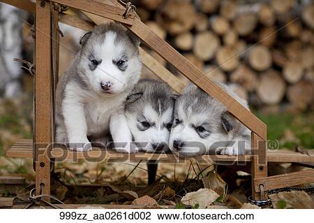 Pure Bred シベリアンハスキー 子犬 中に 小さい 木製である 犬そり アラスカ ストックイメージ 999zz 0261d002 Fotosearch