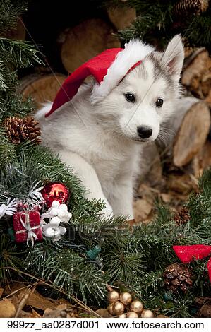 husky with santa hat