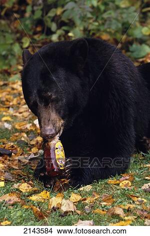 黑色的熊 吃 蜂蜜 瓶子 明尼蘇達 俘虜 Fall Nursus Americanas 圖片 Fotosearch