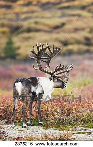雄牛 カリブー 中に ビロード 枝角 立つ 中に カラフルである 秋 ツンドラ 中に Denali の 国立公園 内部のアラスカ 画像コレクション Fotosearch