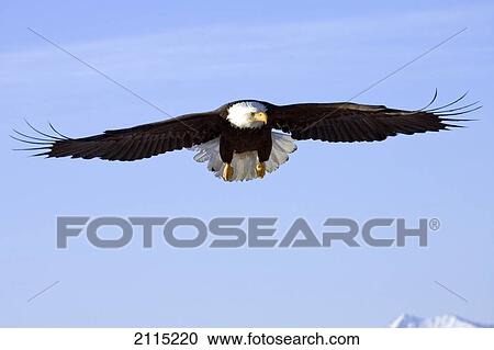 白頭鷲 Mid Air で 飛行 上に ホーマー つば 正面 イメージ Kenai 半島 アラスカ 冬 ストックイメージ Fotosearch