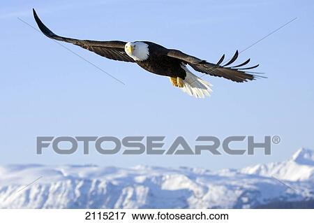 白頭鷲 Mid Air で 飛行 上に ホーマー つば 正面 イメージ Kenai 半島 アラスカ 冬 写真館 イメージ館 Fotosearch