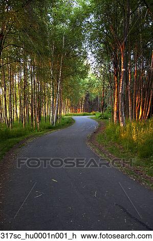 舗装された 道 巻き取り によって 森林 おしゃれである Knowles 沿岸である 道 アンカレッジ Alaska N ストックイメージ 317sc Hu0001n001 H Fotosearch