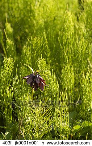 Close Up Of A Chocolate Lily Growing Among The Horsetail Grasses In The Anchorage Coastal Wildlife Refuge Southcentral Alaska Summer Stock Image 403fl Jk0001n001 H Fotosearch