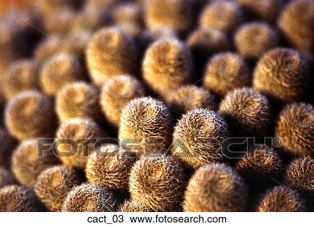 cactus, barrel, field, desert, plant, outdoors, nature View Large Photo Image Stock Image - cactus, barrel, field, desert, plant, outdoors, nature. Fotosearch