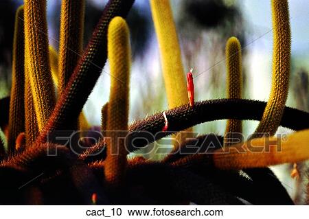 cactus, bloom, green, red, desert, plant, outdoors View Large Photo Image Stock Image - cactus, bloom, green, red, desert, plant, outdoors. Fotosearch