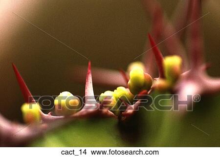 cactus, bloom, green, red, thorns, flower, desert View Large Photo Image Picture - cactus, bloom, green, red, thorns, flower, desert. Fotosearch