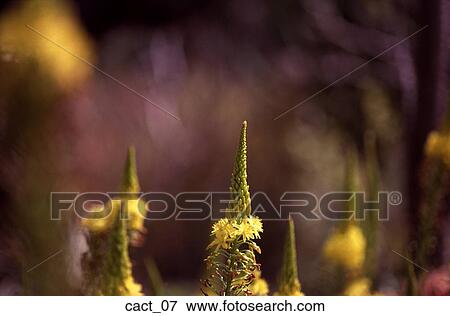 cactus, flower, spire, desert, plant, outdoors, nature View Large Photo Image Stock Photo - cactus, flower, spire, desert, plant, outdoors, nature. Fotosearch