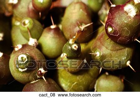 cactus, green, balls, thorns, desert, plant, outdoors View Large Photo Image Stock Photo - cactus, green, balls, thorns, desert, plant, outdoors. Fotosearch