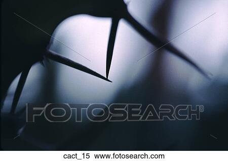 cactus, moody, desert, dusk, nature, flower, close-up View Large Photo Image Stock Photography - cactus, moody, desert, dusk, nature, flower, close-up. Fotosearch