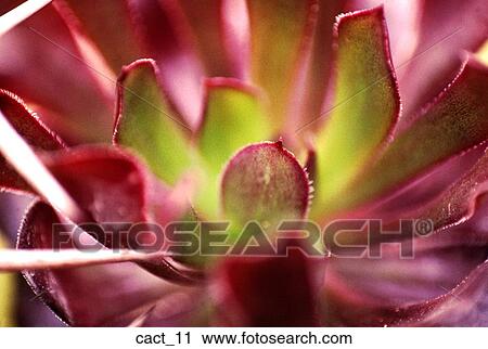 cactus, succulent, bloom, green, pink, desert, plant View Large Photo Image Stock Image - cactus, succulent, bloom, green, pink, desert, plant. Fotosearch