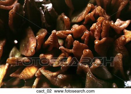 succulent, cactus, desert, strange, plant, outdoors, nature View Large Photo Image Stock Image - succulent, cactus, desert, strange, plant, outdoors, nature. Fotosearch