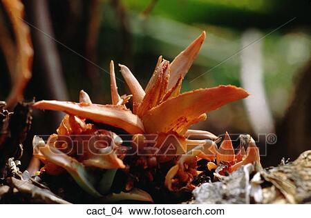 succulent, orange, odd, desert, outdoors, cactus, nature View Large Photo Image Picture - succulent, orange, odd, desert, outdoors, cactus, nature. Fotosearch