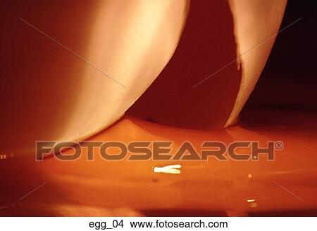 egg, cracked, egg shell, egg white, yolk, food, tight close-up View Large Photo Image Picture - egg, cracked, egg shell, egg white, yolk, food, tight close-up. Fotosearch