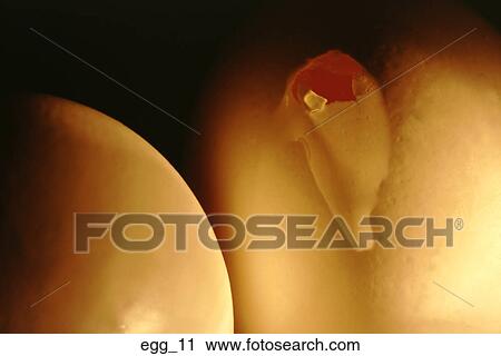 egg, whole, eggs, egg shell, two, white, shell View Large Photo Image Stock Image - egg, whole, eggs, egg shell, two, white, shell. Fotosearch