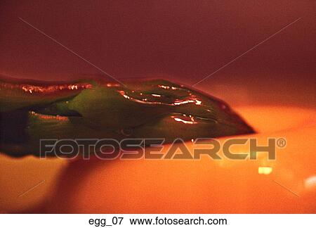 egg, wolk, asparagus, close-up, cooking, food, ingredients View Large Photo Image Stock Photo - egg, wolk, asparagus, close-up, cooking, food, ingredients. Fotosearch