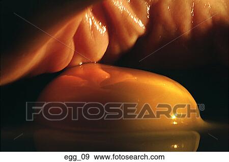 egg, yolk, yellow, hand, skin, close-up, odd View Large Photo Image Stock Photo - egg, yolk, yellow, hand, skin, close-up, odd. Fotosearch