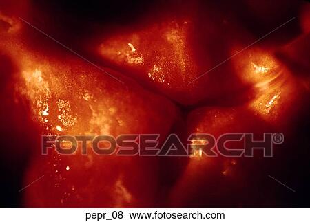 Stock Photo - red bell pepper, abstract, vegetable, food, cooking, close-up. Fotosearch
