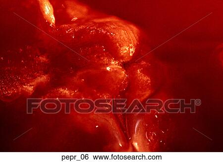 Stock Photograph - red bell pepper, interior, abstract, composition, vegetable, food, cooking. Fotosearch