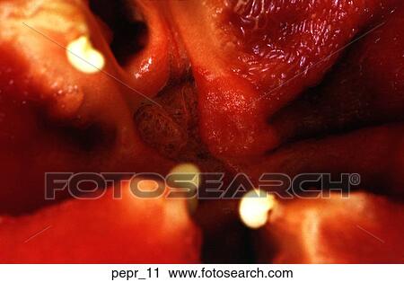 red, pepper, interior, vegetable, food, cooking, close-up View Large Photo Image Stock Image - red, pepper, interior, vegetable, food, cooking, close-up. Fotosearch
